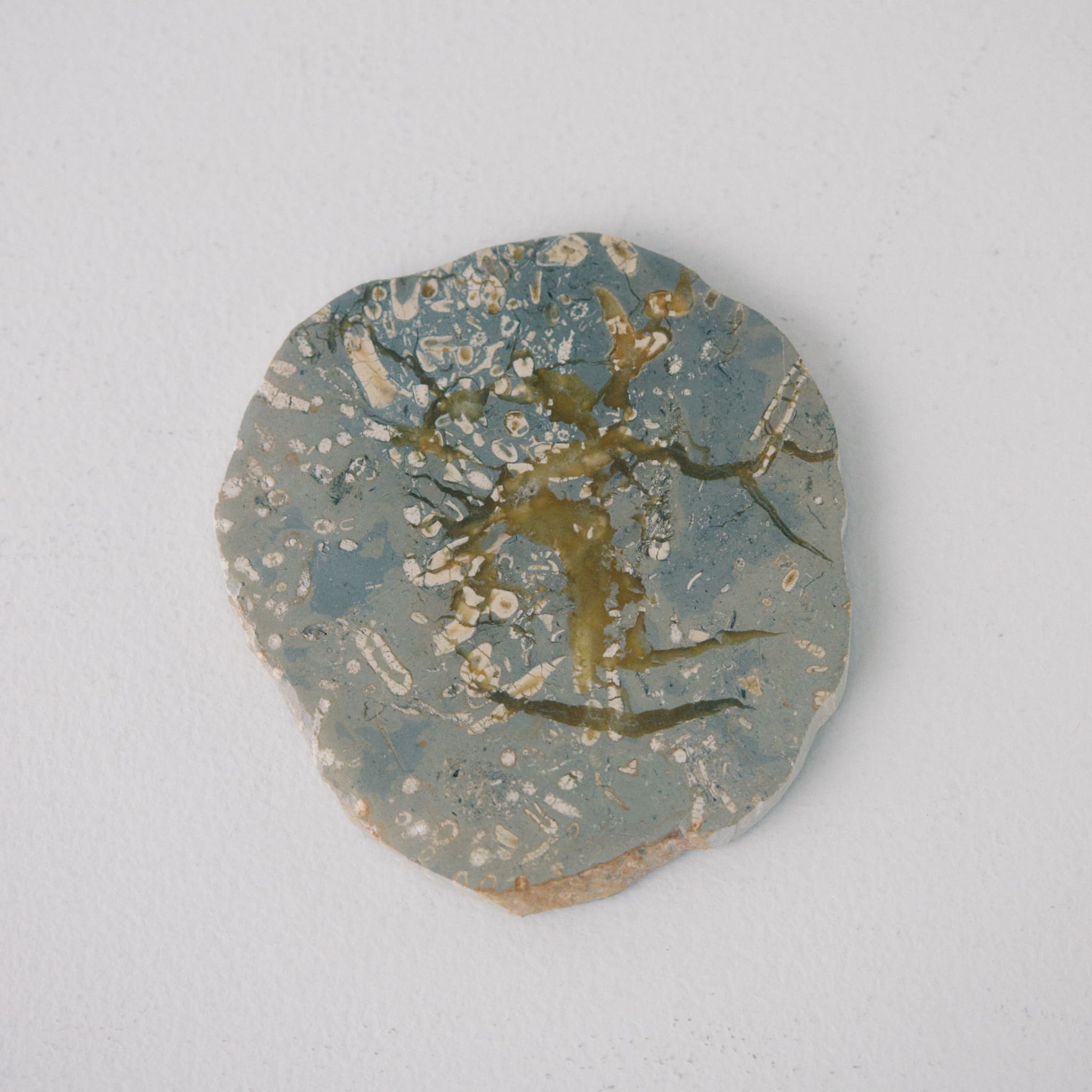 JASPER COASTER|ジャスパー コースター