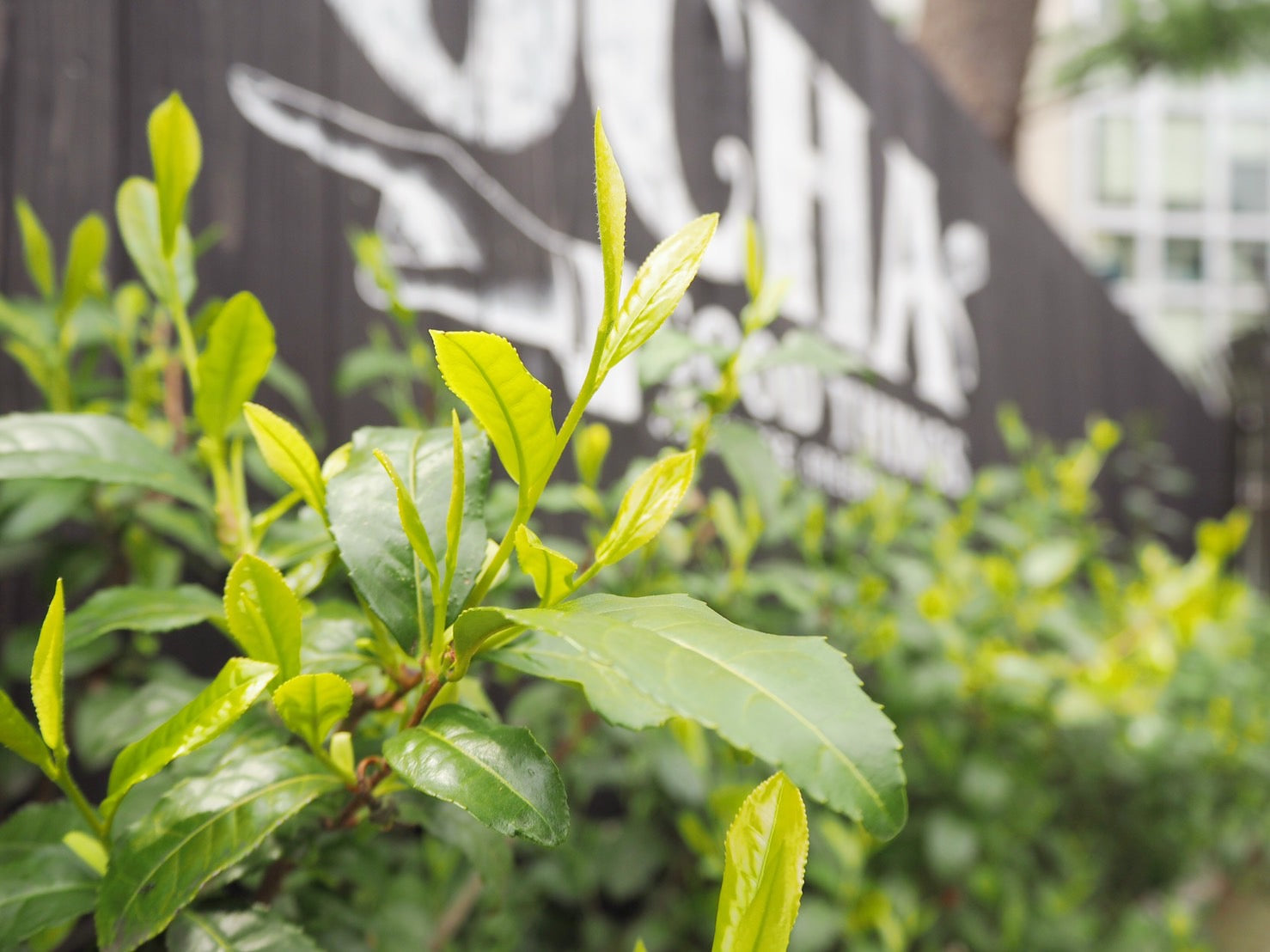 お気に入りの茶器で新茶を味わう