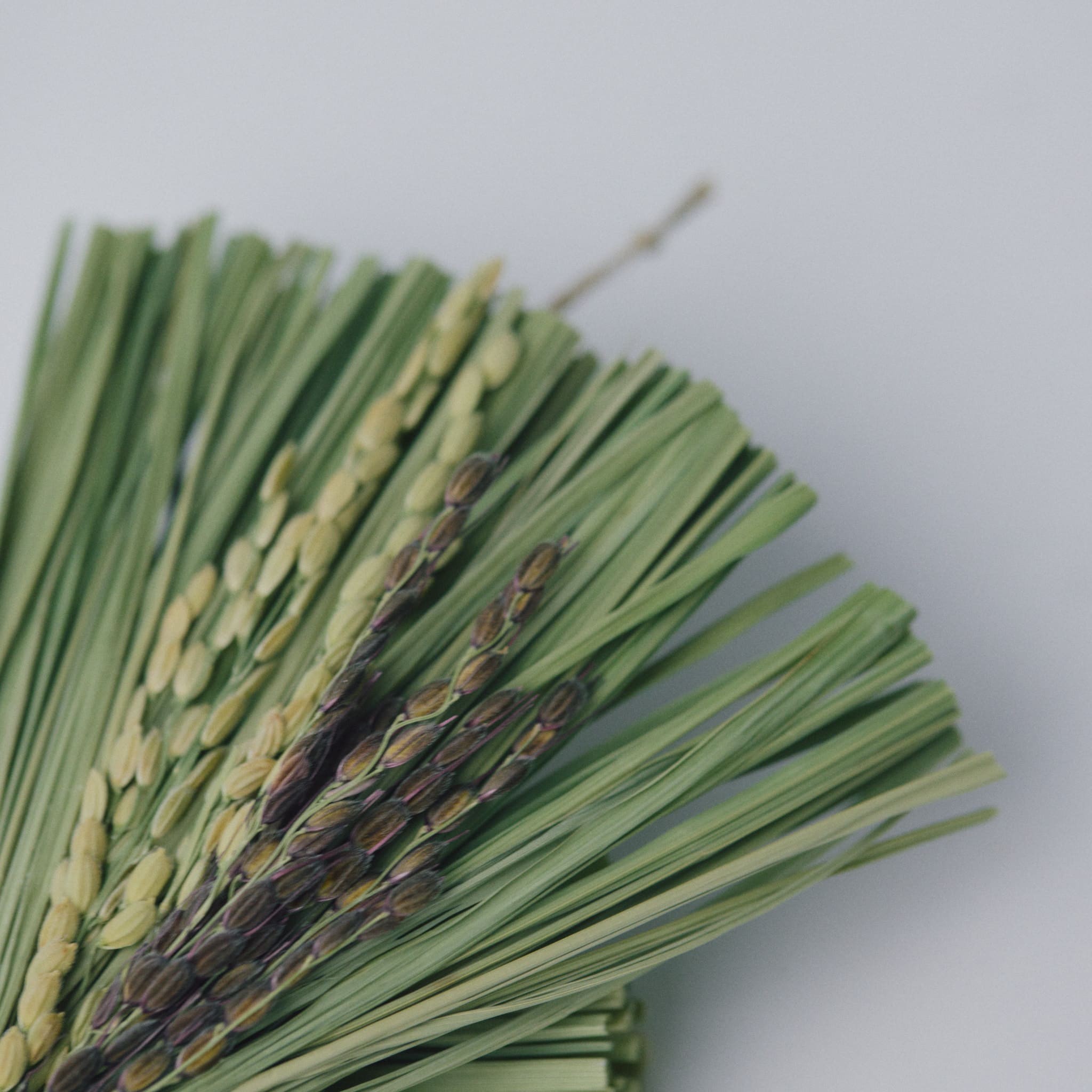 稲わら飾り【福よせかぶ】