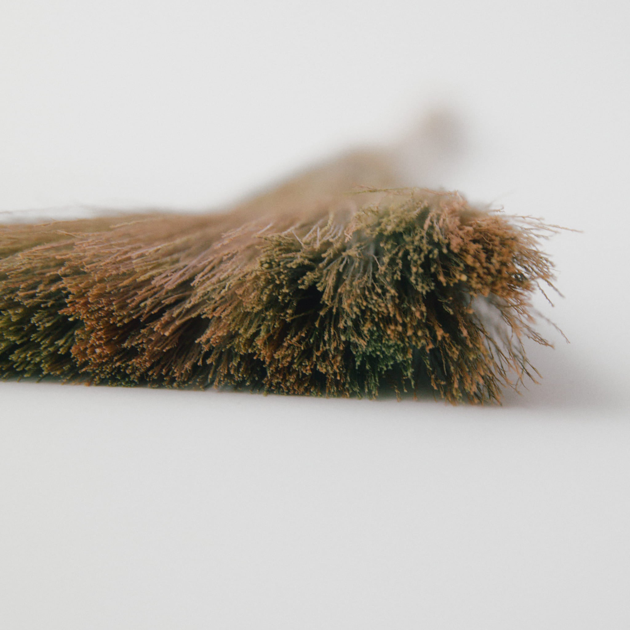 タイガーグラス手ぼうき