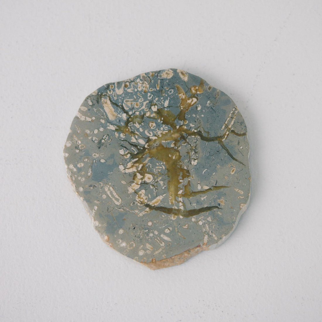 JASPER COASTER｜ジャスパー コースター