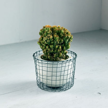 ワイヤーバスケット